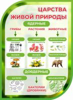 Стенд Царства живой природы