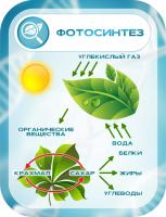 Стенд Фотосинтез в голубом