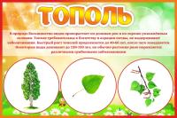 Табличка Тополь