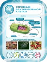 Стенд в голубом Схема строения бактериальной клетки
