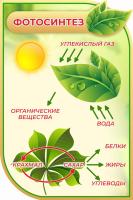 Стенд Фотосинтез в золотом