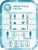 Стенд Генетика пола в голубом