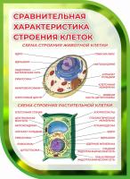 Стенд Сравнительная характеристика строения клеток